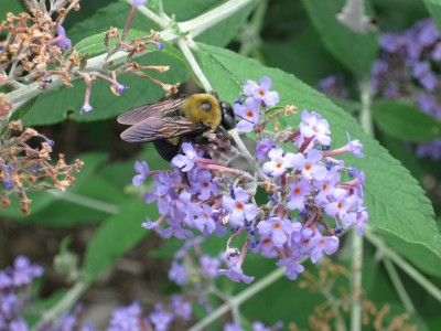 IMG_1082